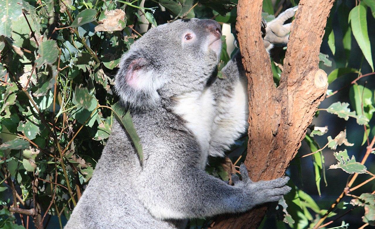 Brisbane, Australia